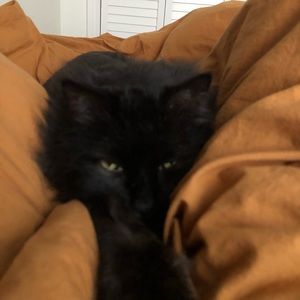 Meet your Posher, Sophia